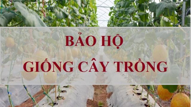 THỦ TỤC ĐĂNG KÝ NHẬP KHẨU GIỐNG CÂY TRỒNG