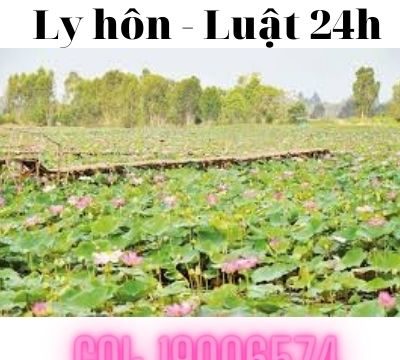 Tỉnh Đồng Tháp nếu mời luật sư giải quyết ly hôn nên mời văn phòng luật sư, công ty luật nào – Luật 24h