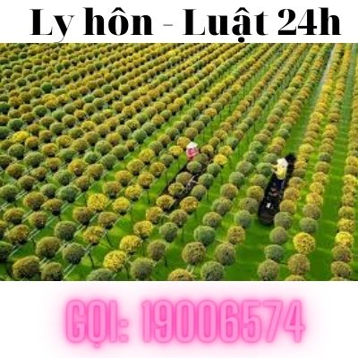 Văn phòng luật sư tư vấn ly hôn tại Thành phố Sa Đéc