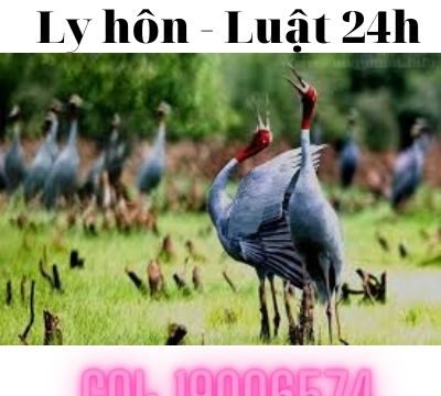 Công ty luật tư vấn giải quyết ly hôn tại Thị xã Hồng Ngự – Luật 24h