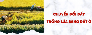 Đất trồng lúa có chuyển đổi sang đất ở được không?