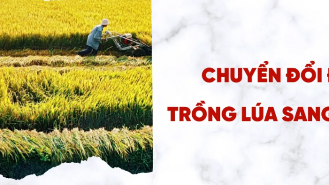 Đất trồng lúa có chuyển đổi sang đất ở được không?