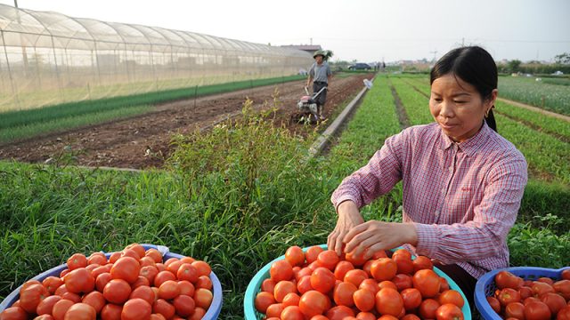 Chính sách hỗ trợ của Nhà nước đối với hợp tác xã, liên hiệp hợp tác xã – Luật 24h