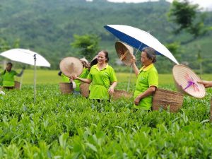 Trình tự thủ tục thành lập hợp tác xã tại Yên Thế