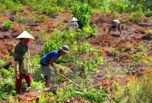 Tranh chấp đất nông nghiệp chưa có giấy chứng nhận quyền sử dụng đất