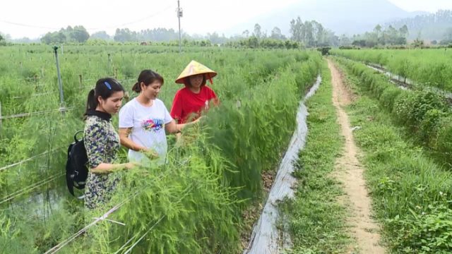 Tư vấn thủ tục thành lập hợp tác xã tại Hải Phòng