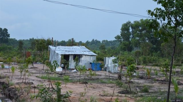 Có được xây nhà trên phần đất trồng cây lâu năm không?