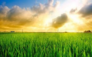 Dịch vụ sang tên sổ đỏ đất nông nghiệp tại Huyện La Pa