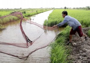 Chuyển đất trồng lúa thành ao nuôi cá không xin phép