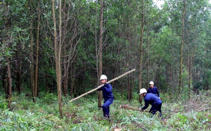 Thủ tục gia hạn đất trồng cây lâu năm