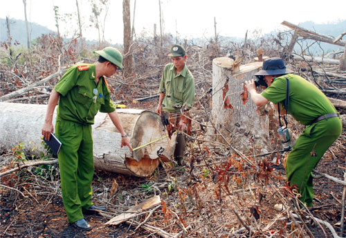 Tội hủy hoại rừng