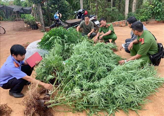 Tội trồng cây thuốc phiện, cây côca, cây cần sa hoặc các loại cây khác có chứa chất ma túy