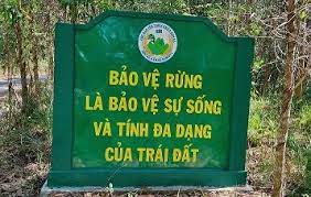 Tội vi phạm các quy định về khai thác, bảo vệ rừng và lâm sản