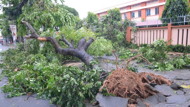 Bão làm cây đổ có phải bồi thường ?