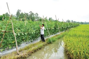 Trồng cây khác trên đất trồng lúa có phải xin phép không?