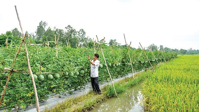 Trồng cây khác trên đất trồng lúa có phải xin phép không?