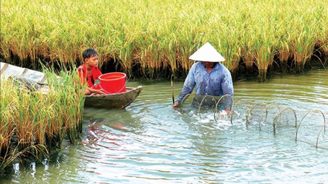 Thủ tục chuyển mục đích sử dụng đất trồng lúa sang đất ao