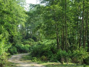 Điều kiện chuyển nhượng đất rừng sản xuất