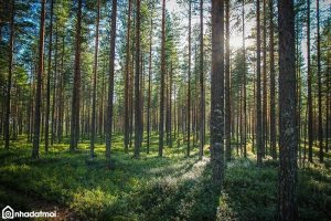 Chuyển mục đích sử dụng đất rừng sản xuất sang đất thương mại dịch vụ được pháp luật quy định như thế nào?