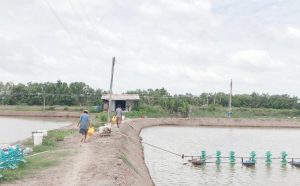 Có được chuyển đổi đất nuôi trồng thủy sản sang đất thổ cư không?