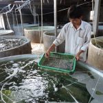 Thủ tục cấp Giấy chứng nhận đủ điều kiện sản xuất, ương dưỡng giống thủy sản